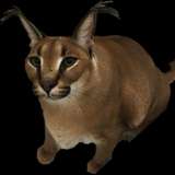 tacticake from onlyfans