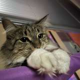 275878885998993408 from fansly