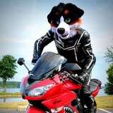 angrybarks from onlyfans