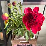 782820882178383872 from fansly